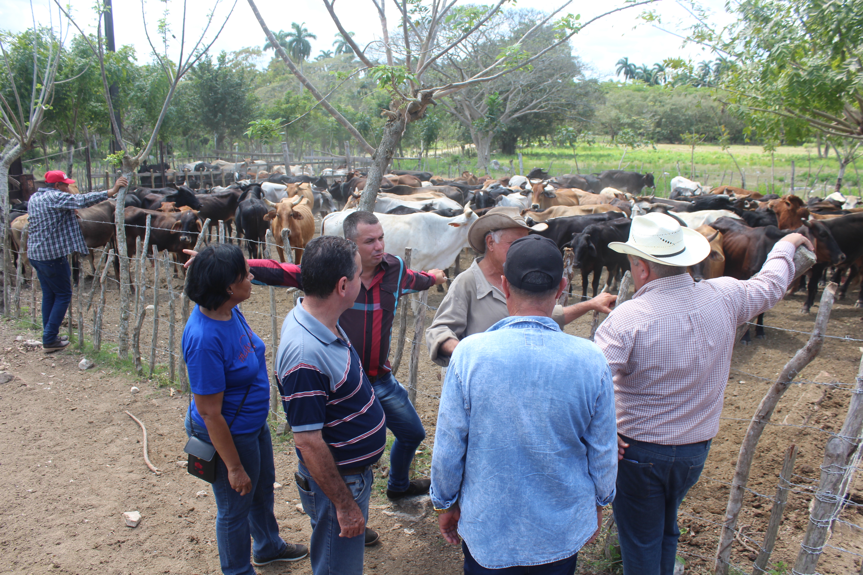 En la finca La Milagrosa: el «milagro» es trabajar 