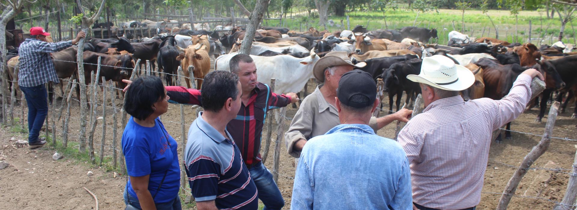 En la finca La Milagrosa: el «milagro» es trabajar